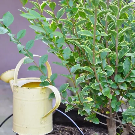 Embassy Corner Estrasburgo