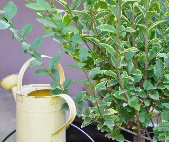 Embassy Corner Straßburg